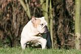 BULLDOG ANGLAIS 073